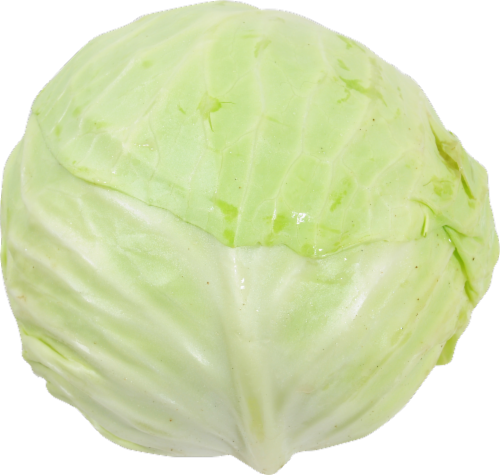 Green Cabbage Perspective: front