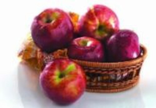 Macintosh Apples Perspective: front