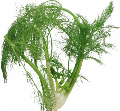 Fennel Perspective: front