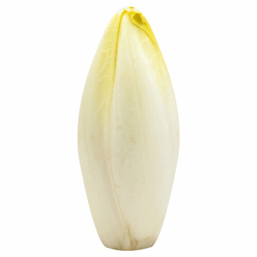 Belgian Endive Lettuce Perspective: front