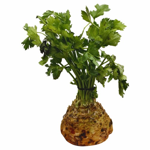 Celery Root Perspective: front