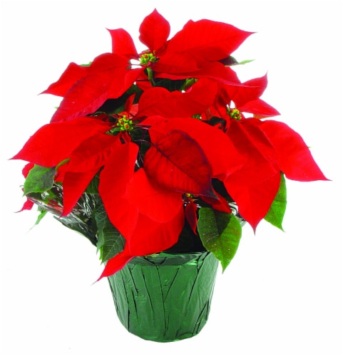 Poinsettia Potted Plant Perspective: front