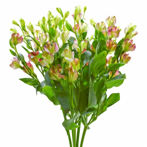 Bloom Haus Charmelia Bunch Perspective: front