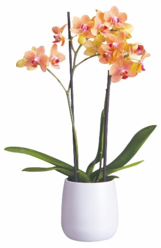 Bloom Haus Premium Live Potted Orchids Perspective: front