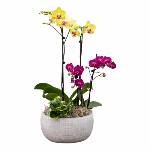 Bloom Haus Fresh Live Orchid Garden Perspective: front