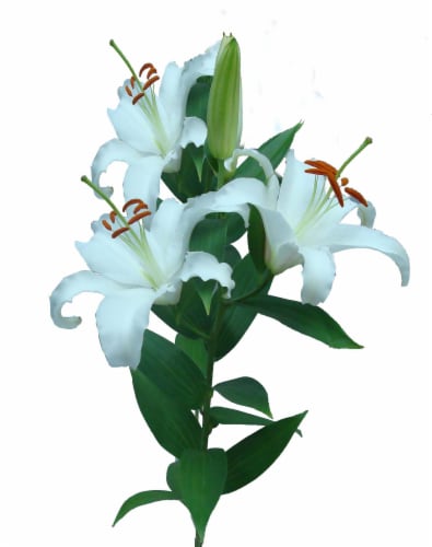 Bloom Haus White Oriental Lillies Perspective: front