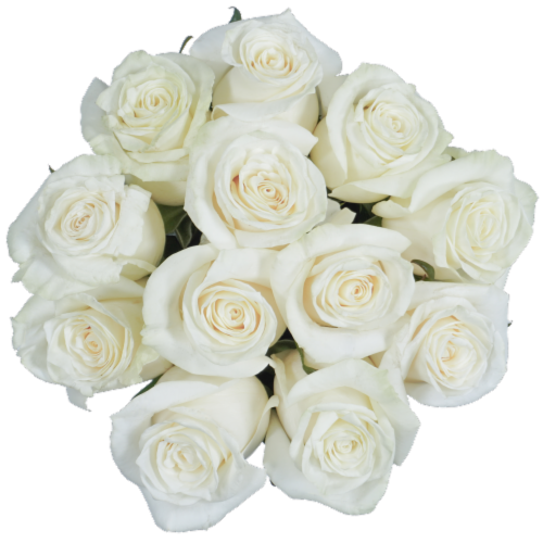 Bloom Haus™ Dozen Rose Bunch - White Perspective: front