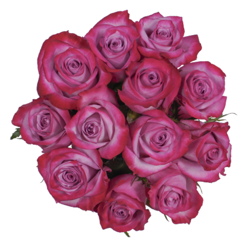Bloom Haus™ Dozen Rose Bunch - Lavender Perspective: front