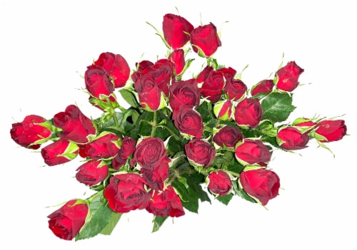 Bloom Haus Garden Delight - Red Spray Roses Perspective: front
