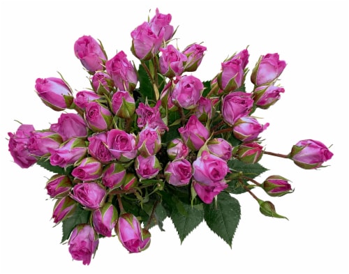 Bloom Haus Garden Delight - Lavender Spray Roses Perspective: front