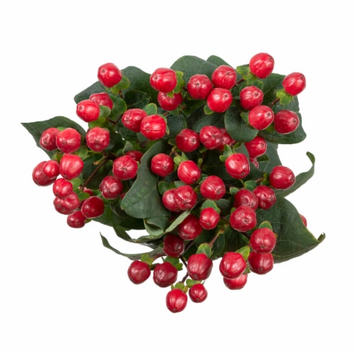 Bloom Haus Red Hypericum Perspective: front