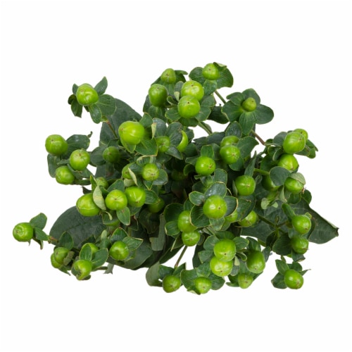 Bloom Haus Green Hypericum Perspective: front