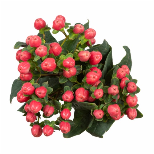 Bloom Haus Pink Hypericum Perspective: front