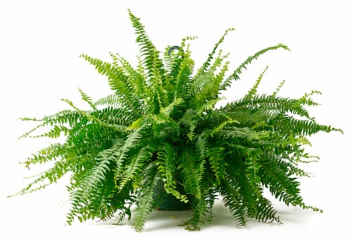 Bloom Haus Hanging Boston Fern 10 inch Pot Perspective: front
