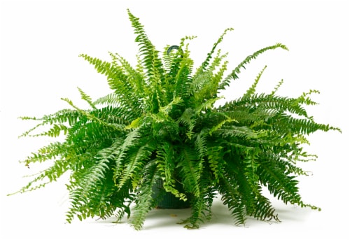 Bloom Haus Hanging Boston Fern 10 inch Pot Perspective: front