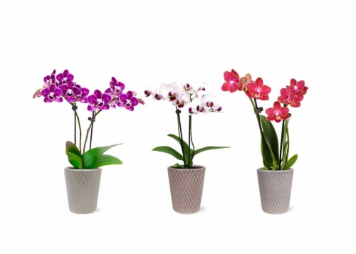Fresh Live Potted Orchid in Container Perspective: front