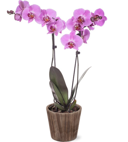 Fresh Live Potted Orchid in Container Perspective: front