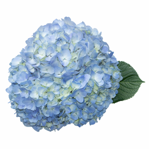 Bloom Haus Hydrangea Perspective: front