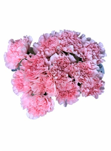 Bloom Haus™ Regular Carnations - Pink Perspective: front
