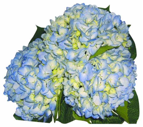Bloom Haus Hydrangea Perspective: front