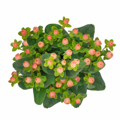 Bloom Haus Hypericum - Assorted Perspective: front