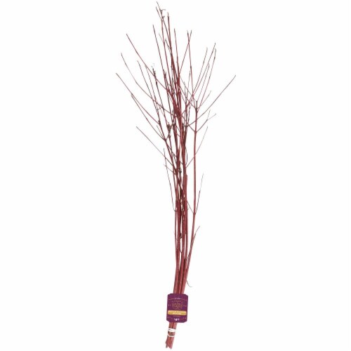 BLOOM HAUS™ Red Twig Dogwood Branches Perspective: front