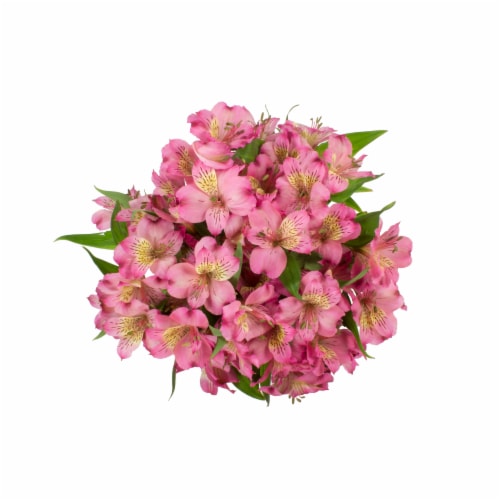 Bloom Haus Alstroemeria Bunch Perspective: front