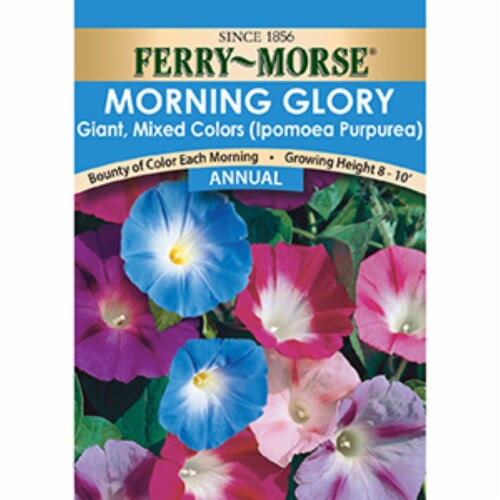 Ferry-Morse Giant Mixed Colors Morning Glory Seeds Perspective: front