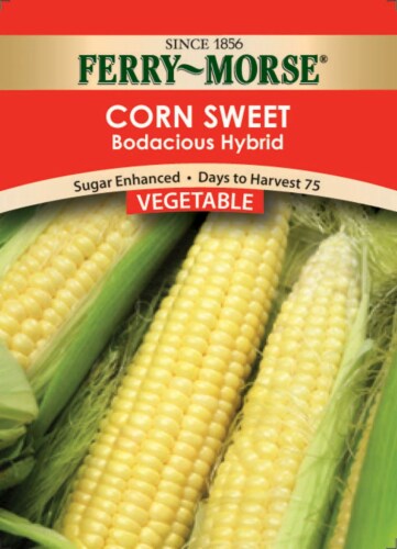 Ferry-Morse Bodacious Hybrid Corn Sweet Seeds Perspective: front