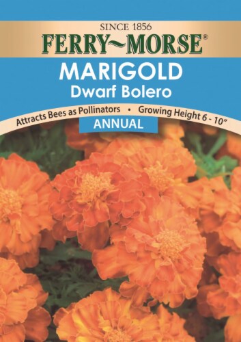 Ferry-Morse® Dwarf Bolero Marigold Flower Seeds Perspective: front