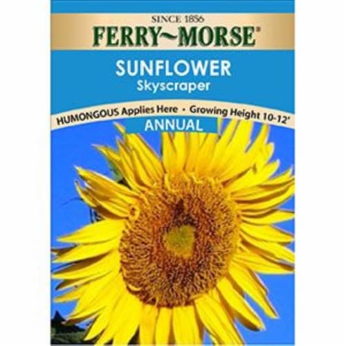 Ferry-Morse® Sunflower SkyScaper - Annaul Perspective: front