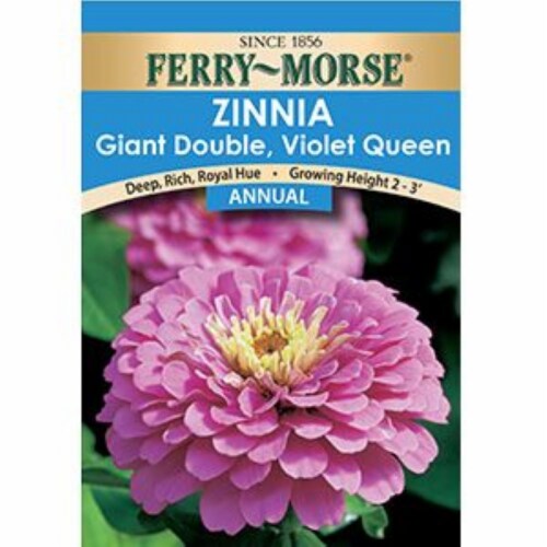 Ferry-Morse® Zinnia Giant Double, Violet Queen - Annual Perspective: front