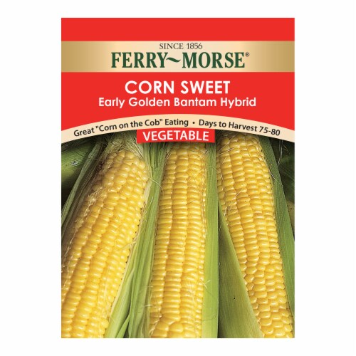 Ferry-Morse®  Early Golden Bantam Hybrid Sweet Corn Seeds Perspective: front