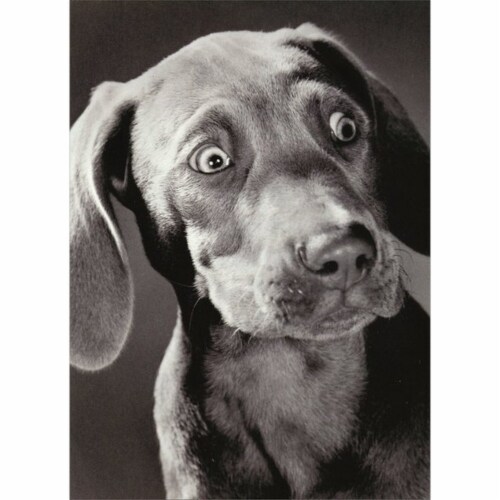Avanti Surprised Weimeraner Funny / Humorous Birthday Card Perspective: front