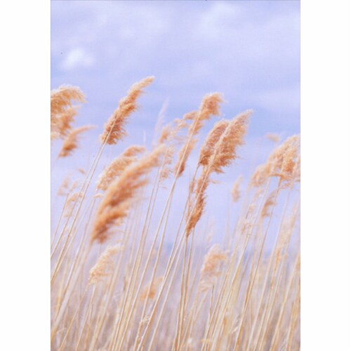 Avanti Wheat Field Support Card Perspective: front