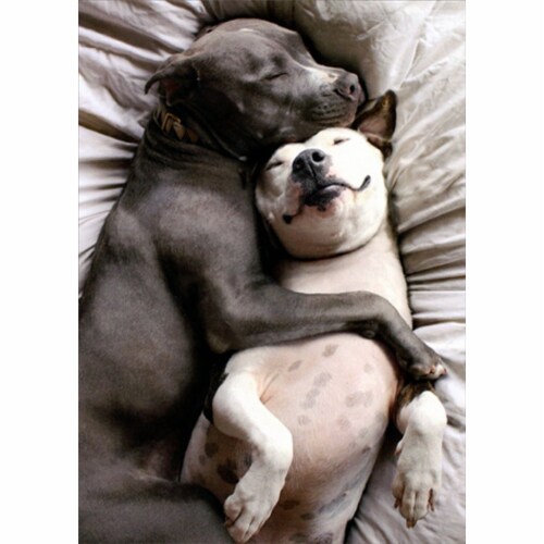 Avanti Two Dogs Snuggling Cute Valentine's Day Card Perspective: front