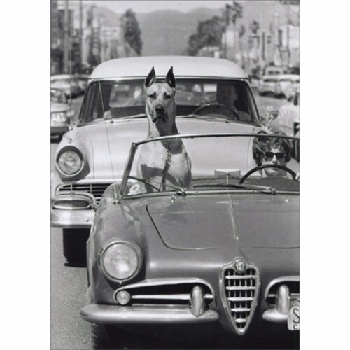 Avanti Press Greeting Card Hollywood Dog in Sports Car Perspective: front
