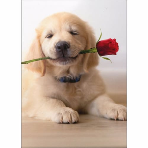 Avanti Golden Puppy With Rose Cute Dog Valentine's Day Card Perspective: front