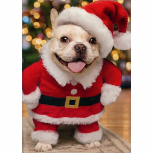 Avanti Press Puppy Wearing Santa Hat and Suit Cute Dog Box of 10 Funny Christmas Cards 10 cards 12 envelopes Mariano s