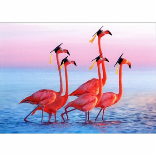 Avanti Five Flamingos Wearing Grad Caps Funny Congratulations Graduation Card Perspective: front