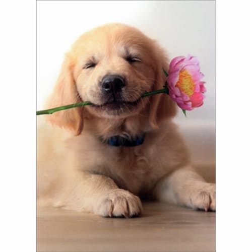 Avanti Golden Puppy With Pink Flower in Mouth Cute Dog Mother's Day Card Perspective: front