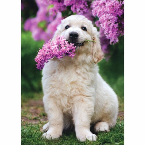Avanti White Dog Holding Lilac In Mouth Cute Animal Mother's Day Card Perspective: front
