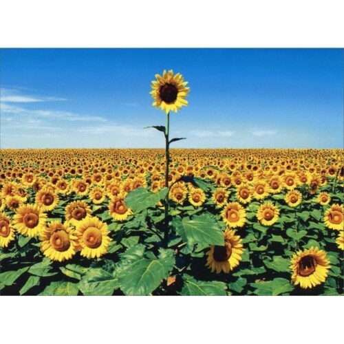 Avanti Sunflower Field Thank You Card Perspective: front