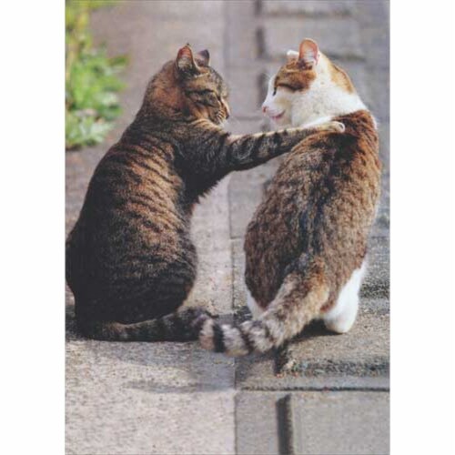 Avanti Press Greeting Cards Blank Cat Friends Perspective: front