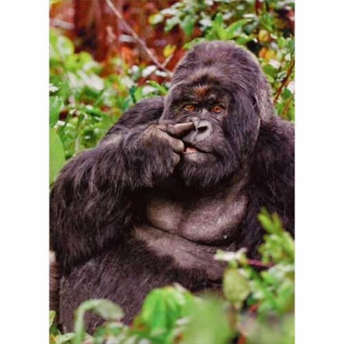 Avanti Press Greeting Cards Birthday Gorilla Picking Nose Perspective: front