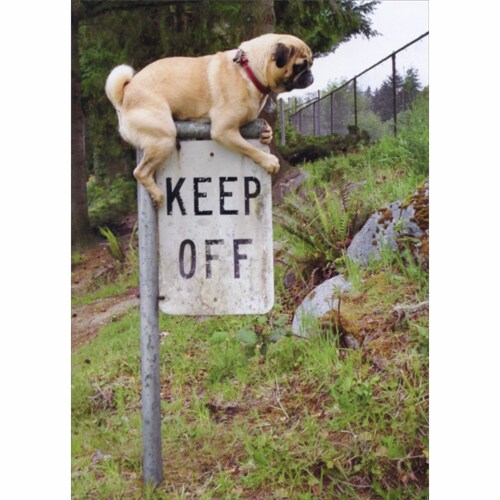 Avanti Press Greeting Cards Birthday Pug Keep Off Sign Perspective: front