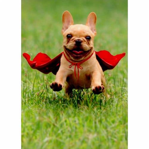 Avanti Frenchie Jumping Wearing Red Cape Dog Thank You Card Perspective: front