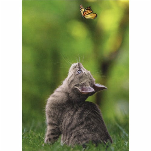 Avanti Press Greeting Cards Support - Cat with Butterfly Perspective: front