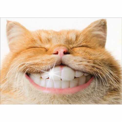 Avanti Press Greeting Card Support Cat With Human Teeth - Alterna Perspective: front