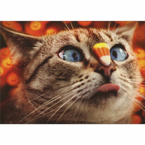 Avanti Press Greeting Cards Halloween Candy Corn Cat Perspective: front